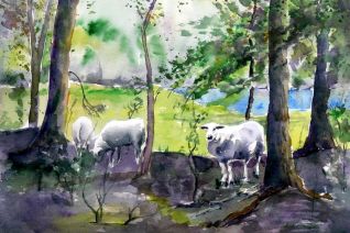 schapen bij de Ward schapen bij de Ward