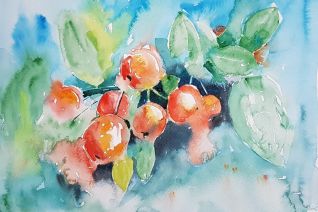 Malus Malus