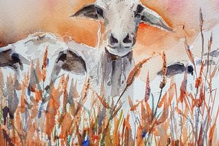 Schaap Schaap