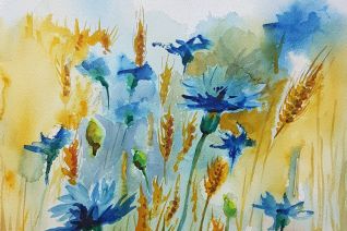 Korenbloemen Korenbloemen