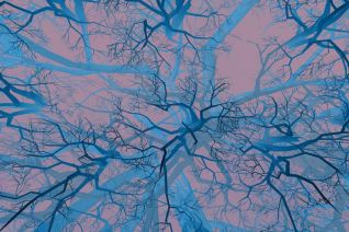 Tree tops Tree tops