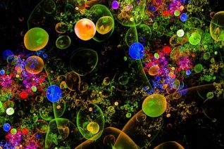 "Algae Garden 002" "Algae Garden 002"