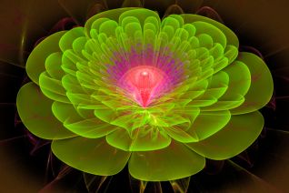 " Lotus red hart " " Lotus red hart "