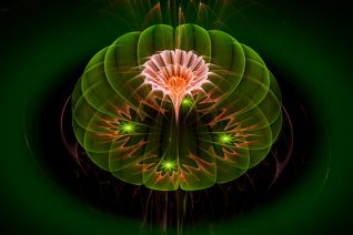 Lotus pink green Lotus pink green