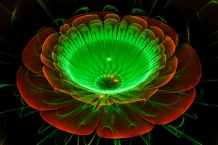 Lotus flower red Lotus flower red