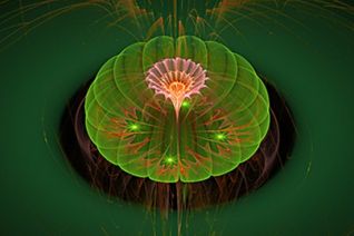 lotus green orange lotus green orange
