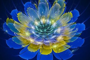 Blue lotus Blue lotus