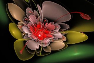 Red orange flower Red orange flower