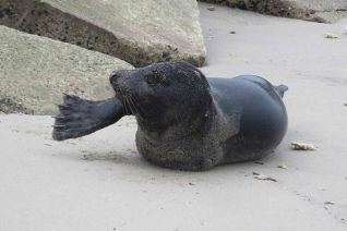 Zwarte zeehond Zwarte zeehond