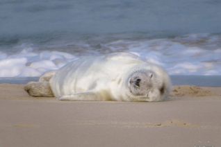 Baby Zeehond Baby Zeehond