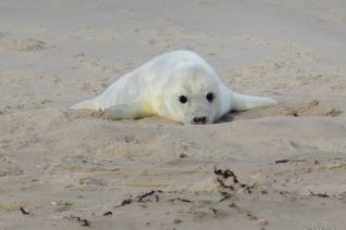 Baby zeehondje Baby zeehondje