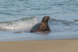 Zeehond in de branding Zeehond in de branding