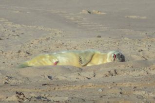 Baby zeehond in het zonnetje Baby zeehond in het zonnetje