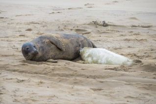 Voedende zeehond Voedende zeehond