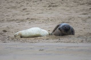 Grijze zeehond met drinkende baby Grijze zeehond met drinkende baby