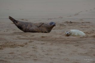 Grijze zeehond met huiler Grijze zeehond met huiler