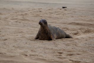 Grijze zeehond Grijze zeehond