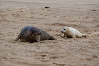 Grijze zeehond met pup Grijze zeehond met pup