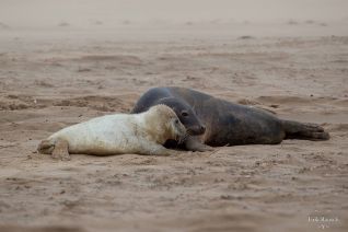 Zo lief! Zo lief!