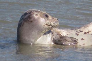 Zeehond in het zonnetje Zeehond in het zonnetje
