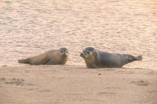 Zeehonden genieten van het opkomende zonnetje Zeehonden genieten van het opkomende zonnetje