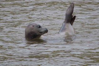 Kattuks zeehondje Kattuks zeehondje