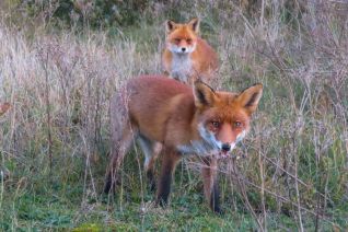 Nieuwsgierige vosjes Nieuwsgierige vosjes