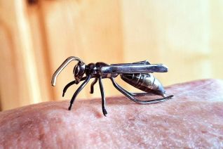 Wasp Wasp