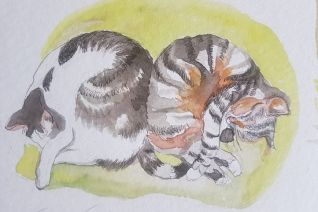 Slapende katten Slapende katten