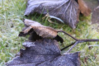 Bevroren blad Bevroren blad