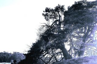 Bomen Korte Duinen Bomen Korte Duinen
