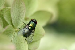 Fly on hydrangea Fly on hydrangea