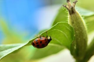 Lady Bug Lady Bug