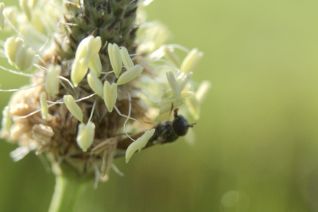 FlowerFly FlowerFly