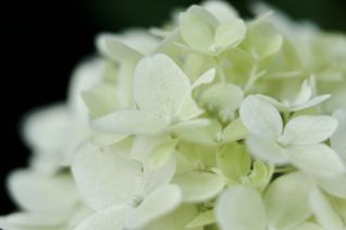 Witte hortensia Witte hortensia