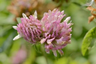 Pink Clover Pink Clover