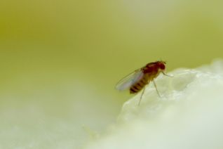 Fruity fly Fruity fly