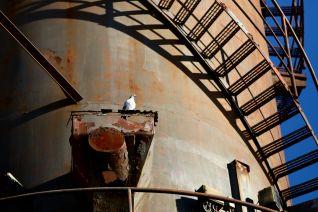 Rusty Dove Rusty Dove