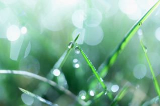 Dew Dew