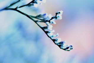 Frozen Frozen