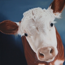 Hereford kalf 2 Hereford kalf 2