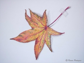 Herfstblad Amberboom Herfstblad Amberboom