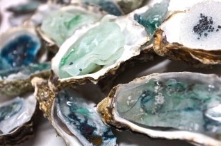 Zeeuwse Oester Zeeuwse Oester