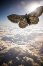 Flight Flight
