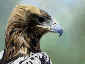 Imperial eagle Imperial eagle