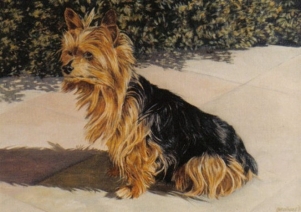 Honden portret Honden portret