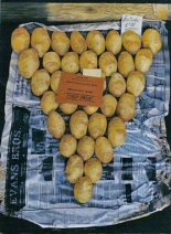 Aardappel stilleven Aardappel stilleven