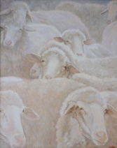 Schapen Schapen