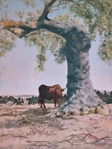 Stier onder oude olijfboom Stier onder oude olijfboom