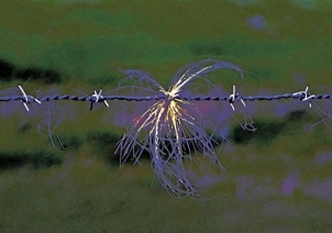 Iron wire 0035 - 1/6 Iron wire 0035 - 1/6